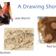 Sacramento Street Gallery “A Drawing Show”