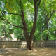 Help Take Care Of Our Yard