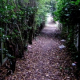 Help Us Create An Agassiz Baldwin Walking Path