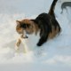 Snow Is falling!  Are You Prepared?