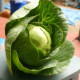 Enterprise Farm CSA Shares Available at Agassiz Baldwin