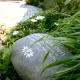 What’s Growing in Mary’s Garden?