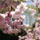 May LWN Yoga – Aikido & Breathwork