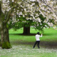 NEW! LWN Tai Chi is Here