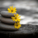 Mind Heart Meditation Series