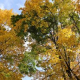 Neighborhood Meeting on Trees in Porter Square