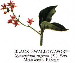 Black Swallow-Wort