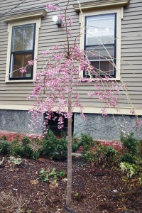 nagatomi-weeping-cherry nagatomi-weeping-cherry