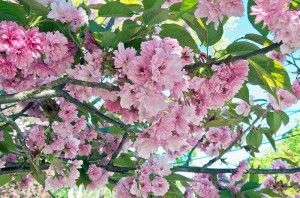 Spring flowers Spring flowers