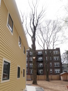 Old tree with limbs removed