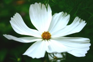 Mary's Garden