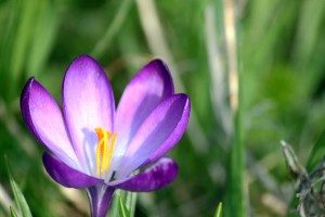 Crocus_tejvanphotos