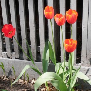 Tulips_StephenDiamond Tulips_StephenDiamond