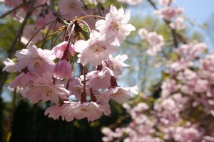 Cherry blossom flowers