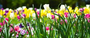 spring flowers